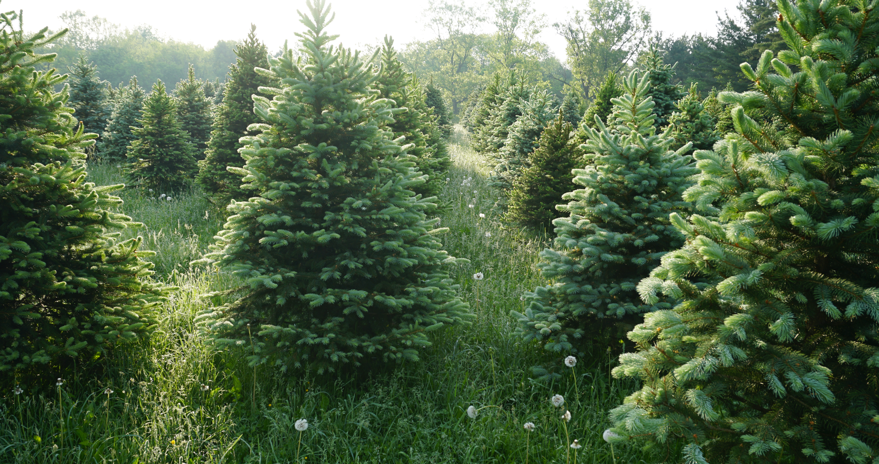 Christmas tree farm
