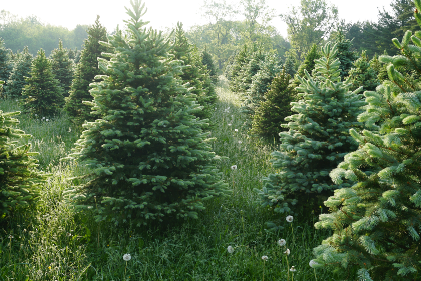 Christmas tree farm