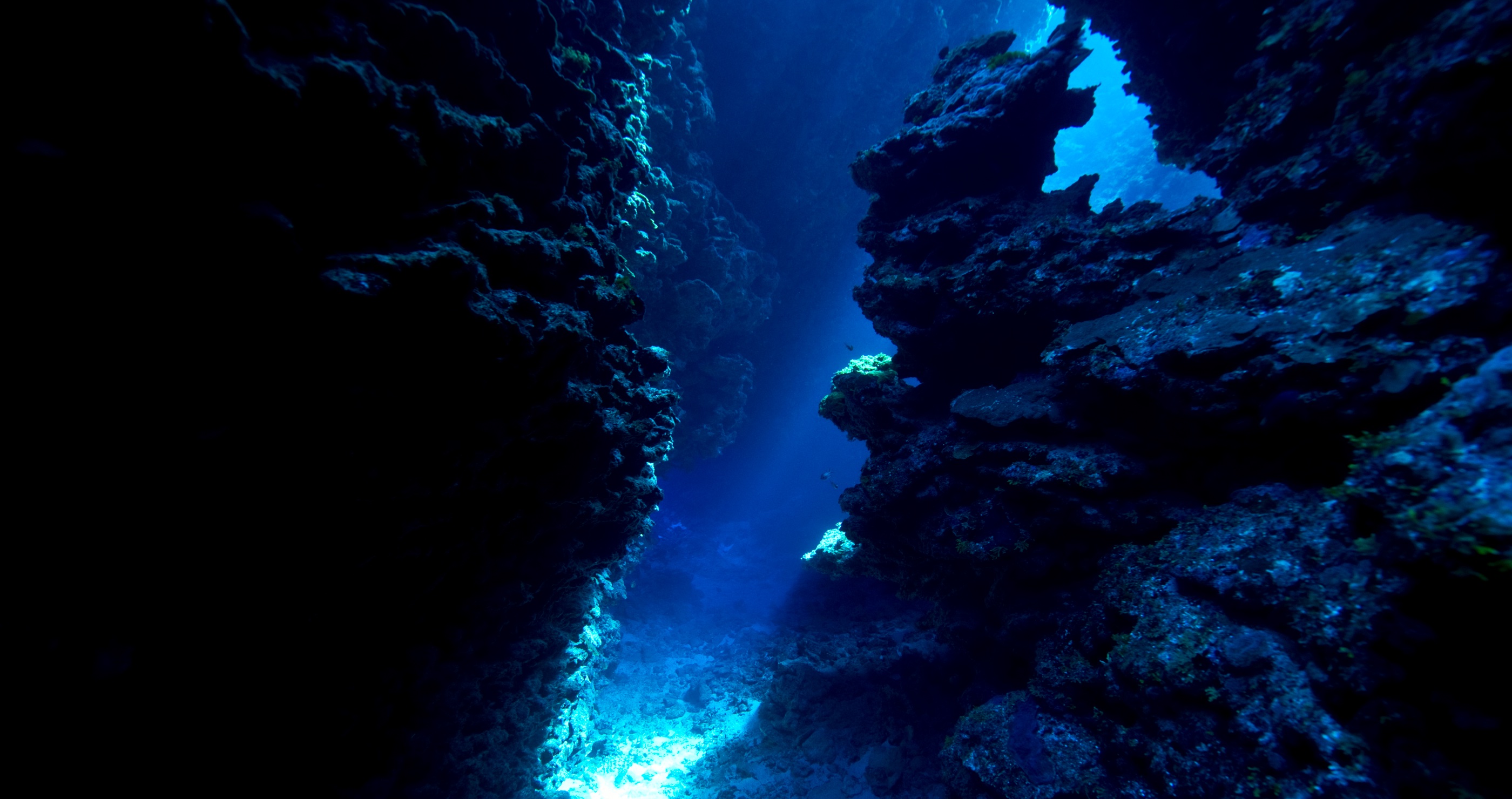 Deep Ocean Trench Hides Deep Sea Predator That Is Designed For Killing