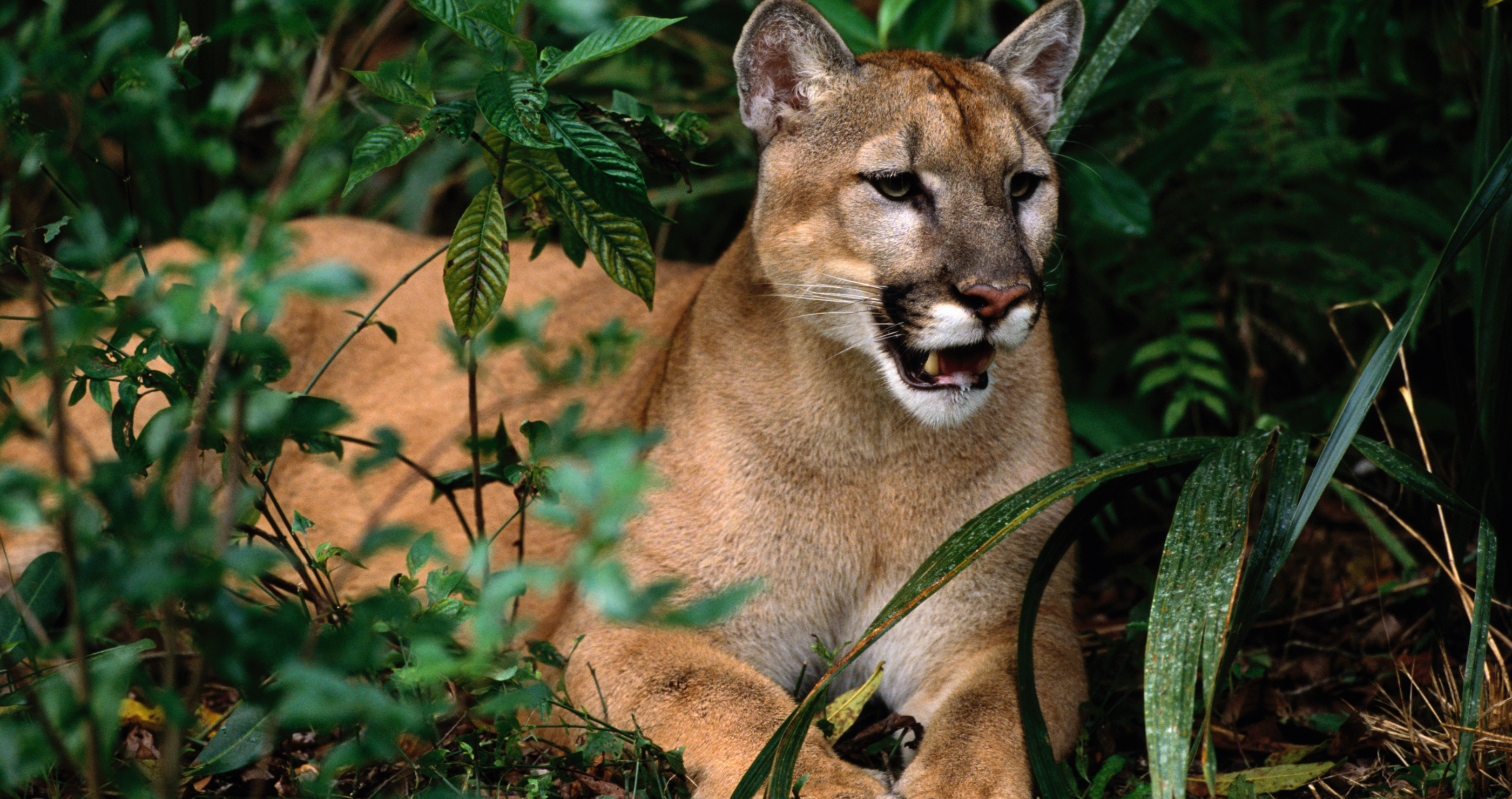Florida panthers are dying