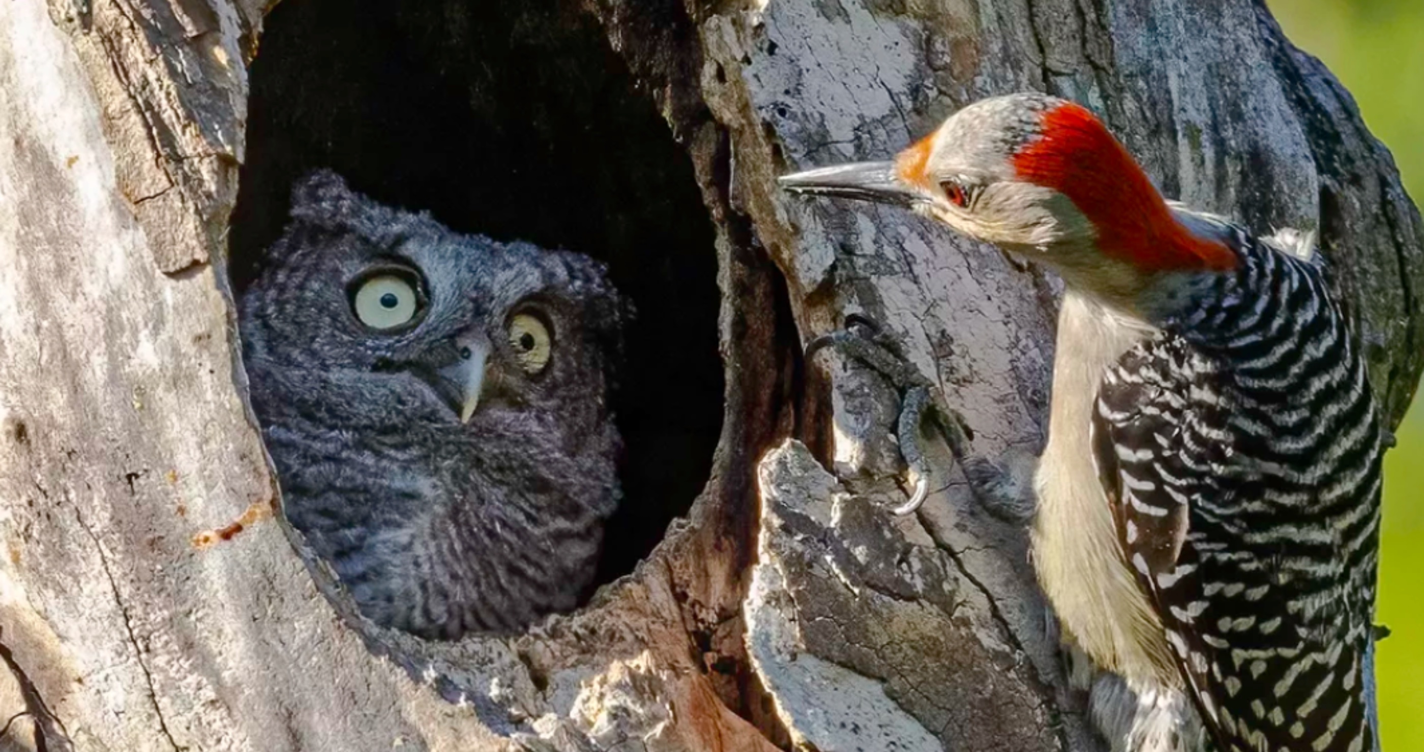 Funny Wildlife Photos Nikon Comedy Wildlife Awards