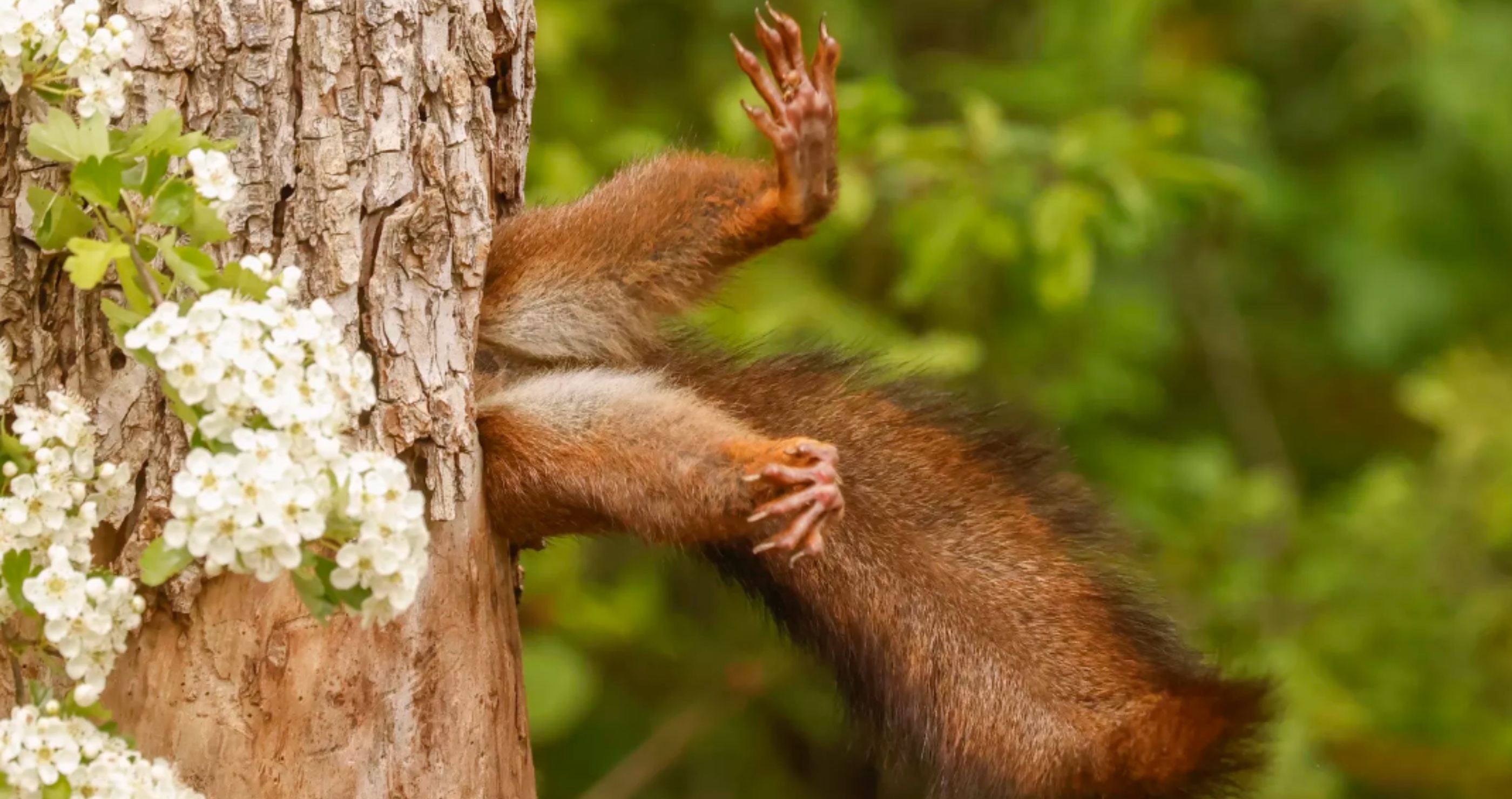 Nikon Comedy Wildlife Awards