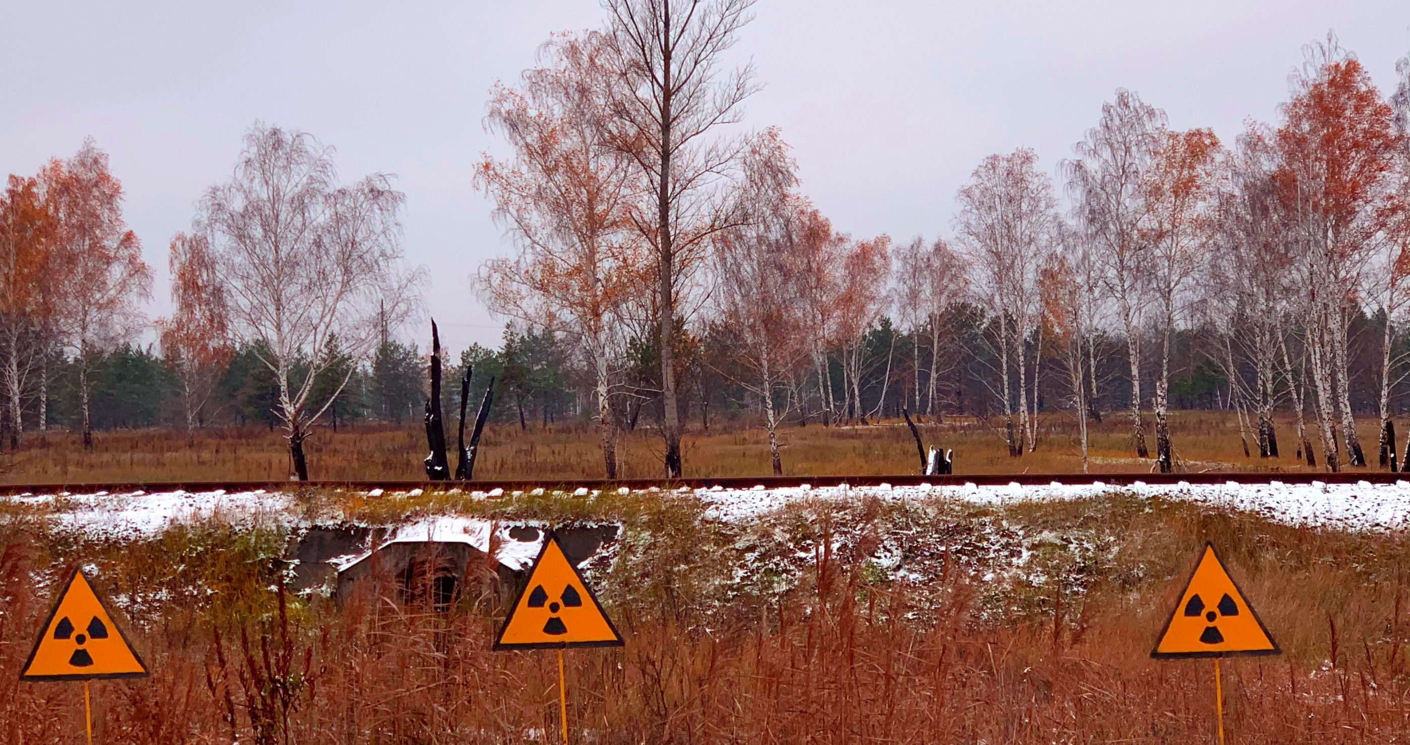 One species mutates due to radiation at Chernobyl