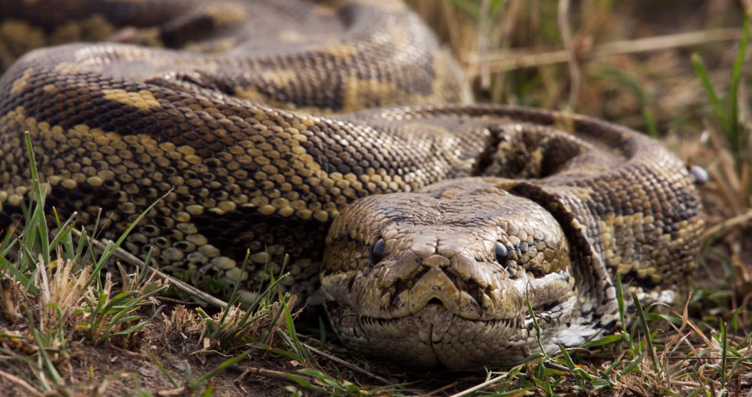 Online simulation shows how a snake could swallow a person whole