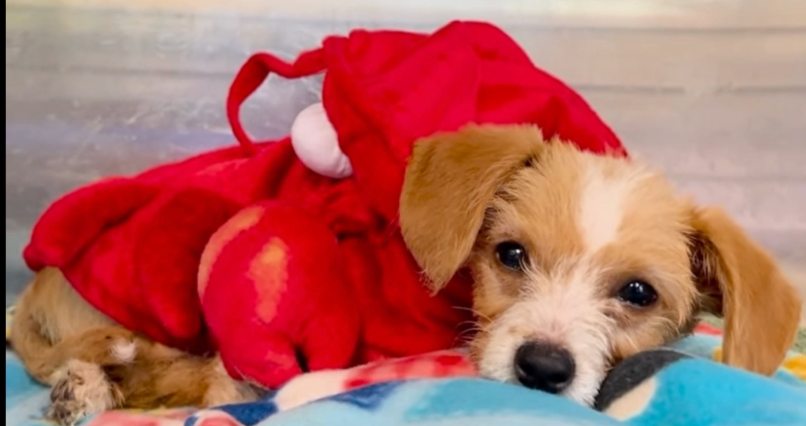 Puppy saved from drowning looking for forever home