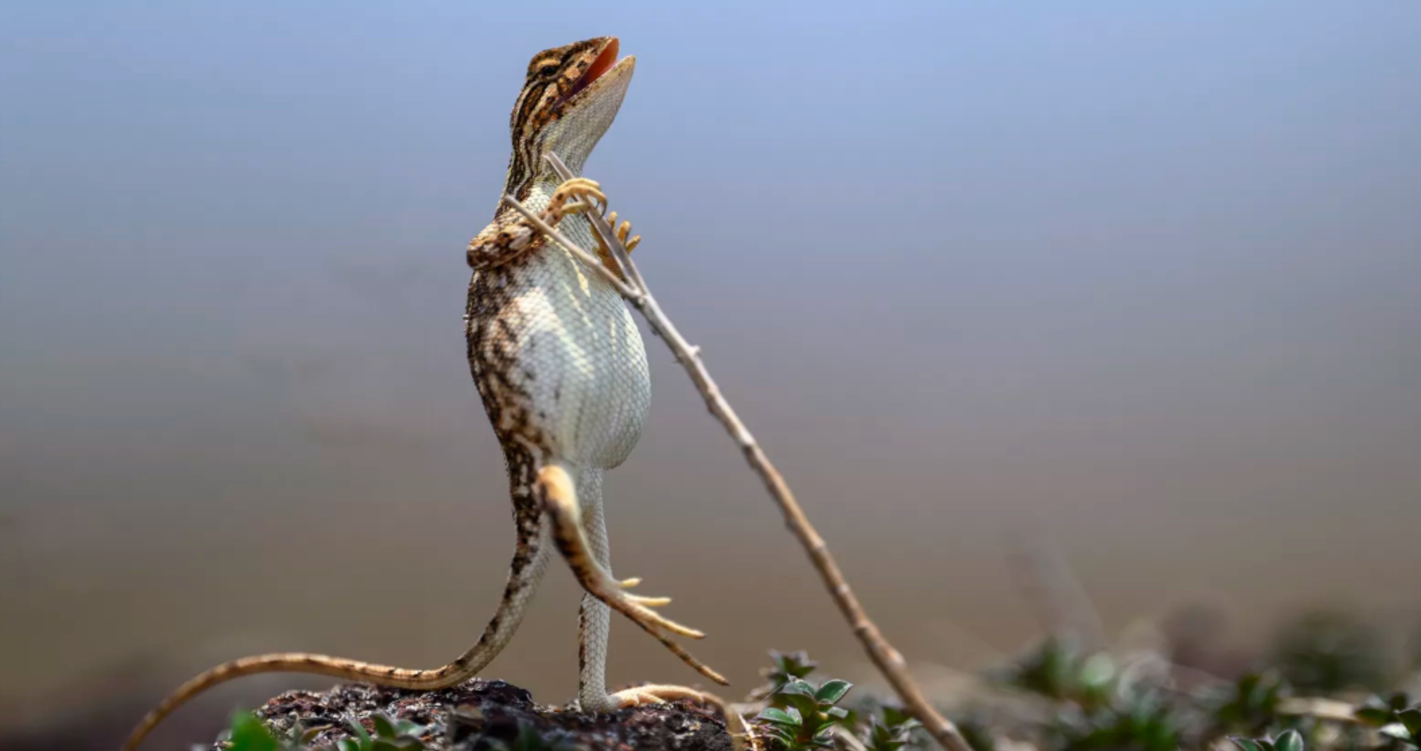 The Rockstar Nikon Wildlife Contest
