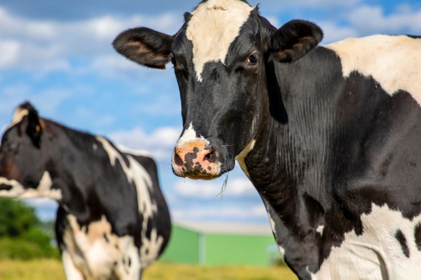 Woman, Trampled By Herd Of Cows, Gives Dire Warning About Their Unpredictability