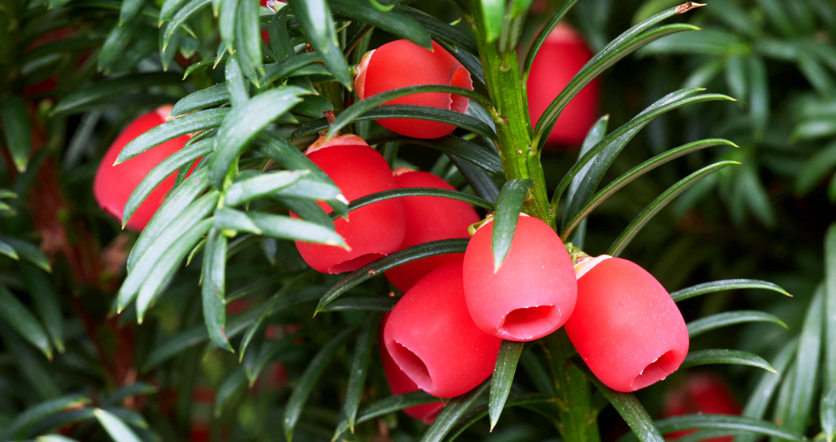 Yew holiday plant