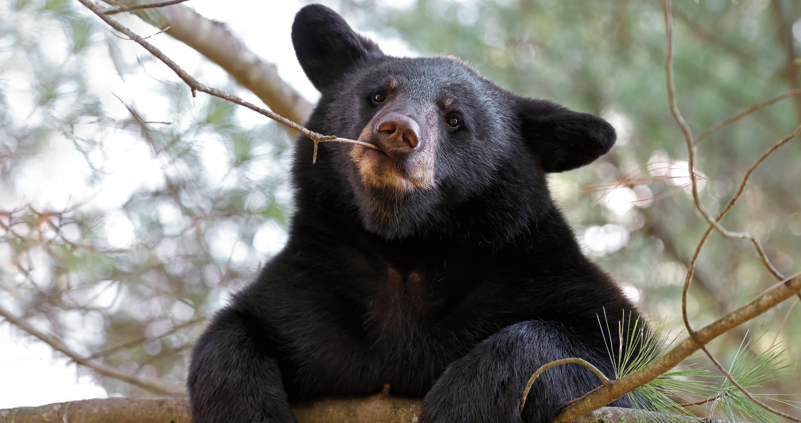 bear falling out of a tree causes Virginia hunter to get injured