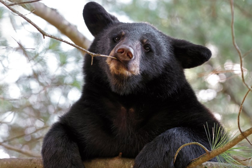 bear falling out of a tree causes Virginia hunter to get injured