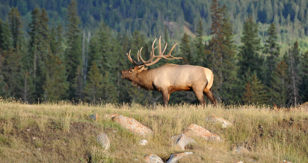 bull elk Yellowstone National Park