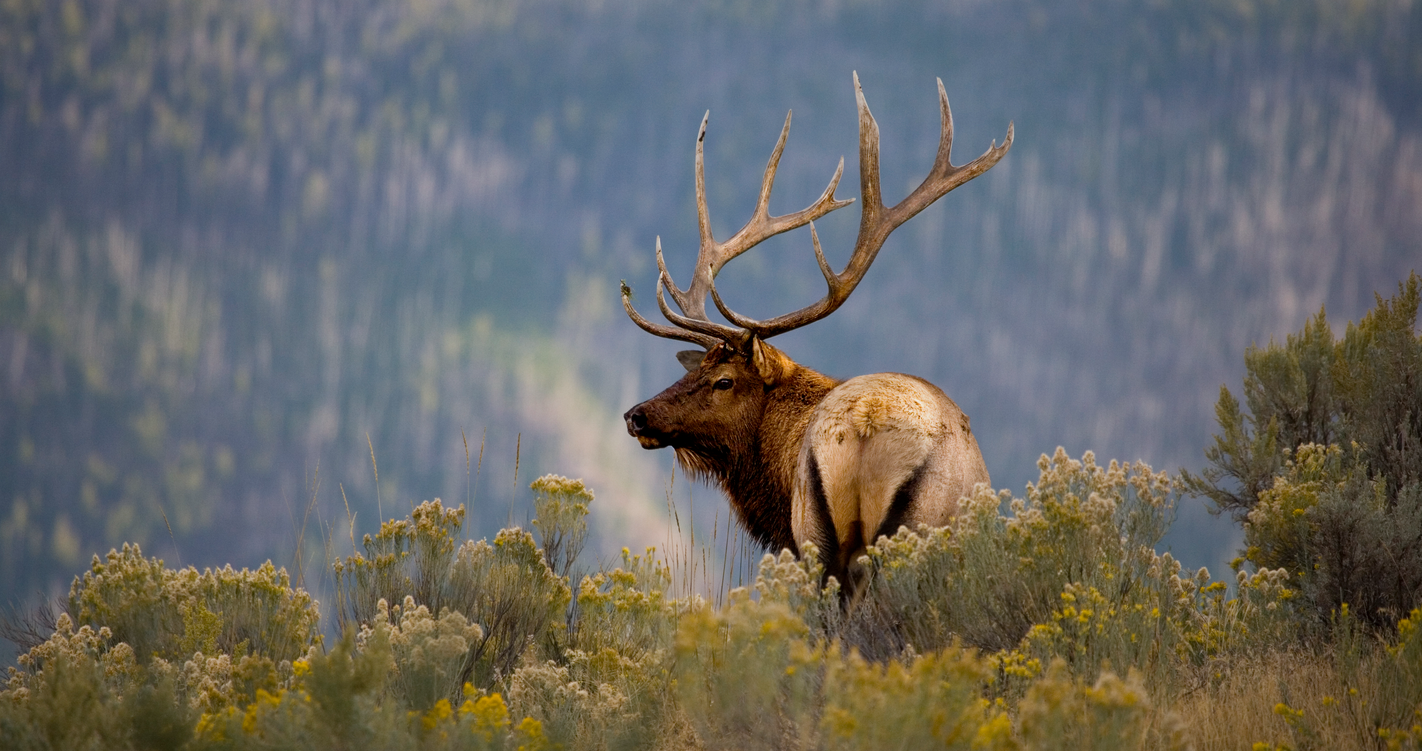 bull elk teaches selfie taking tourist a lesson