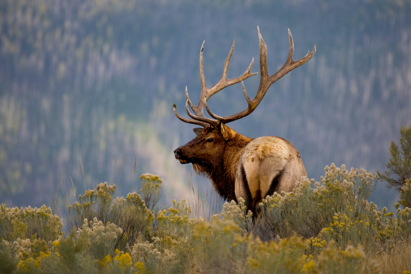 bull elk teaches selfie taking tourist a lesson