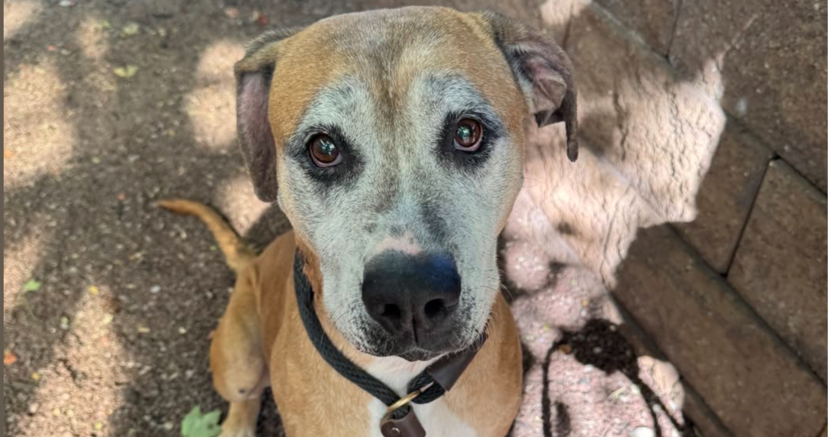 dog rescued and given forever home