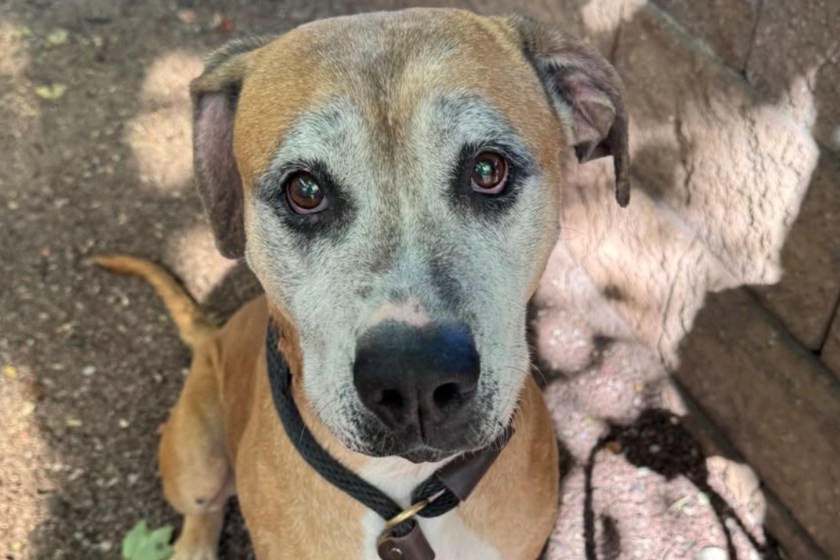 dog rescued and given forever home
