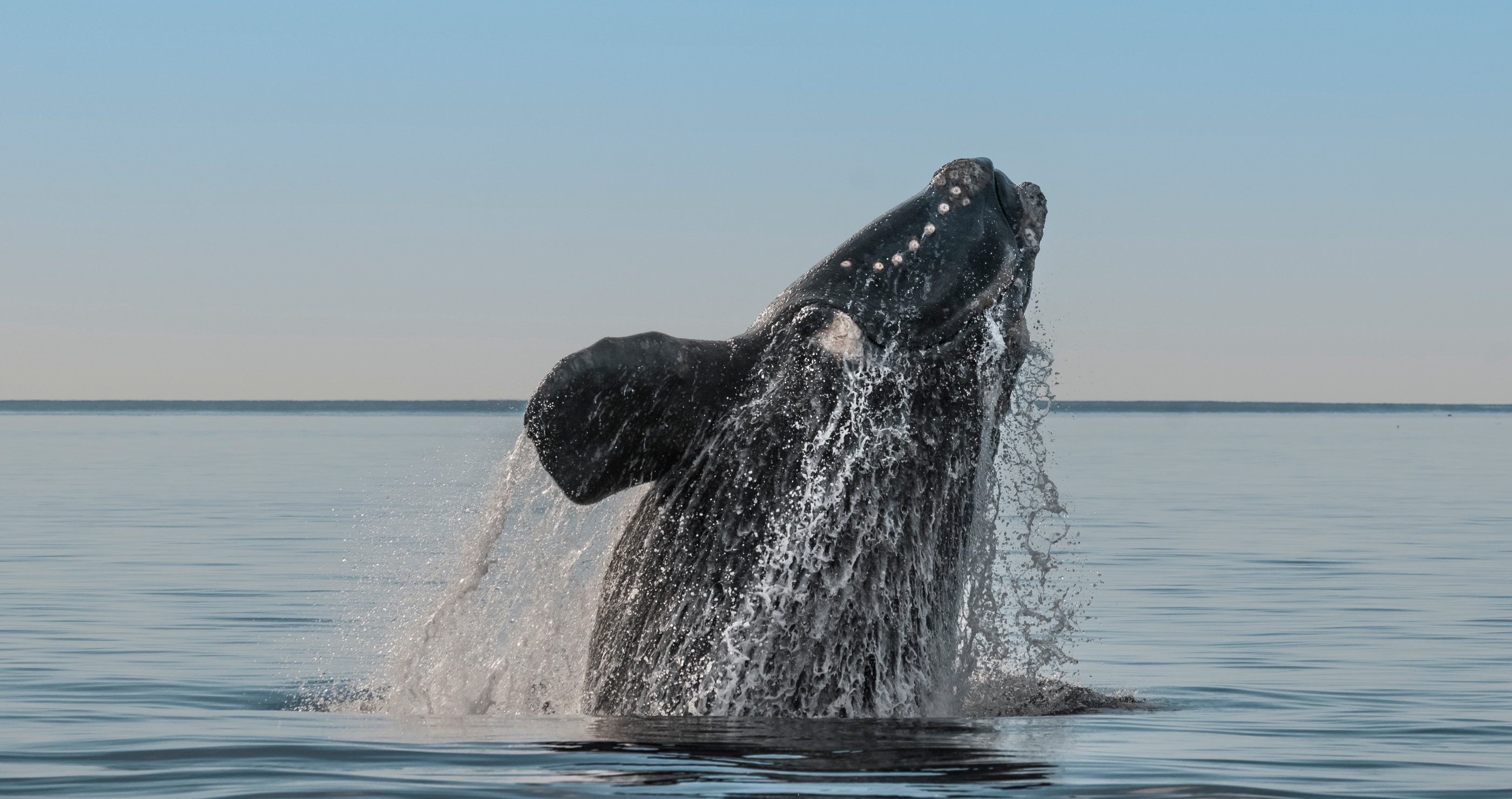 endangered whales caught in fishing equipment