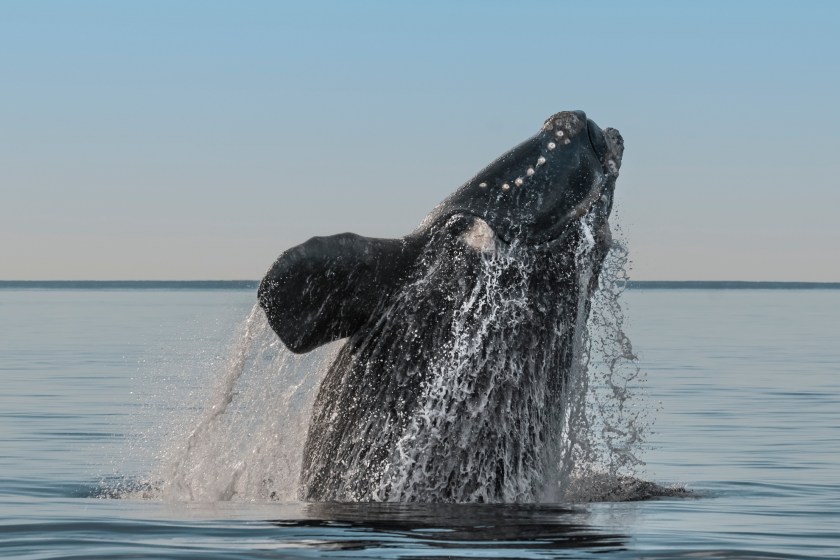 endangered whales caught in fishing equipment