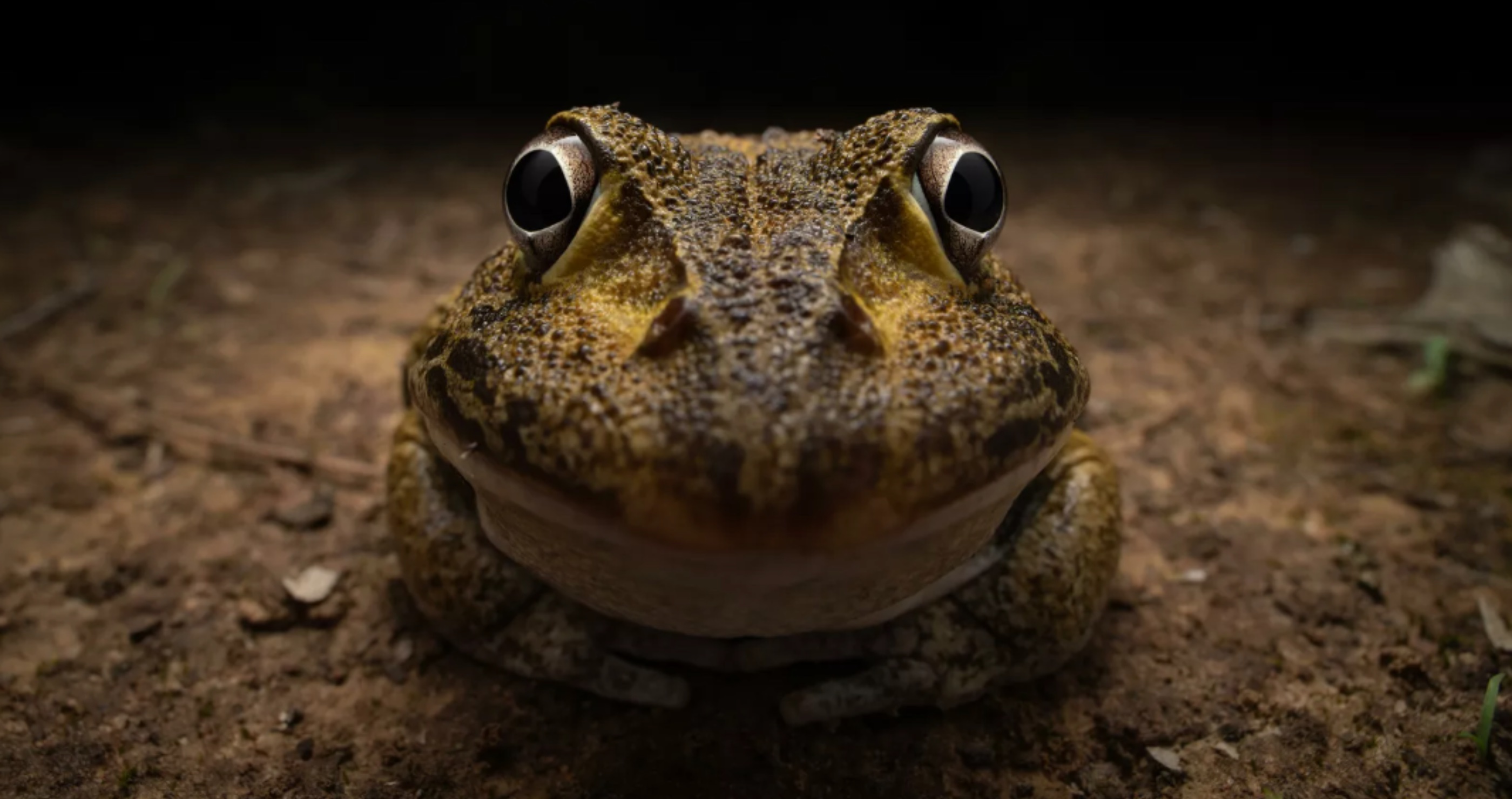 funny frog Nikon Comedy Wildlife Awards