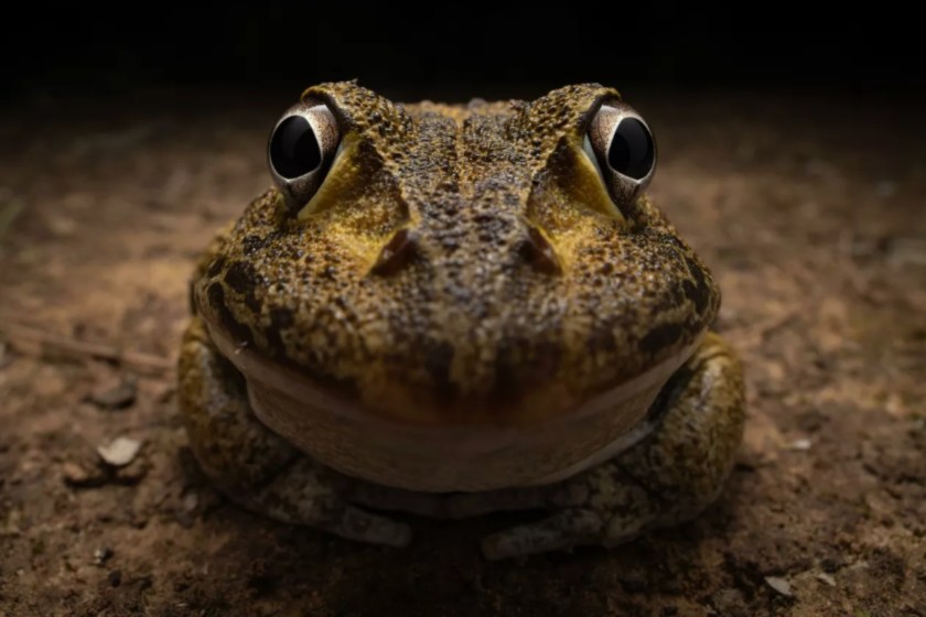 funny frog Nikon Comedy Wildlife Awards
