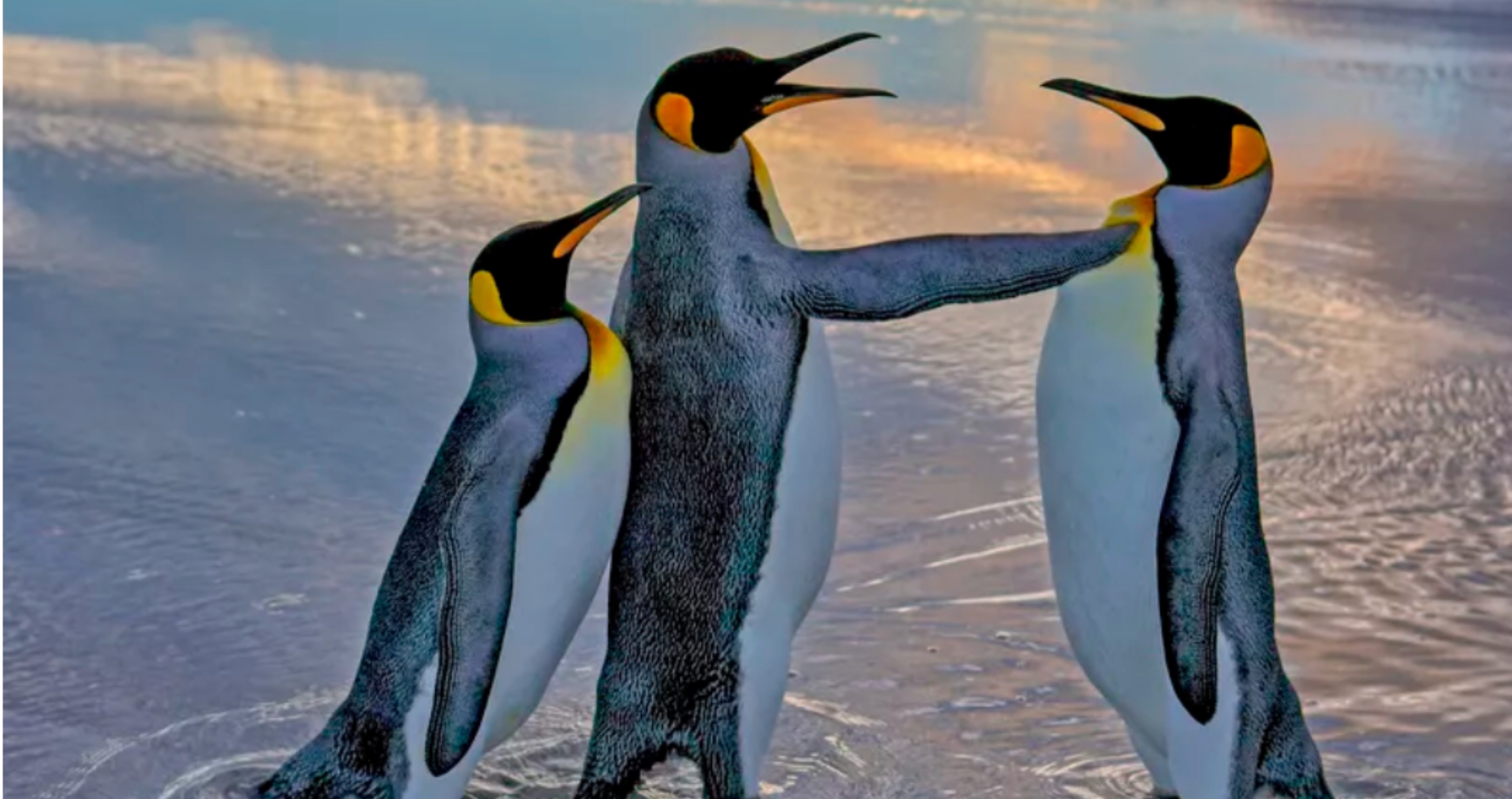 funny penguin shot