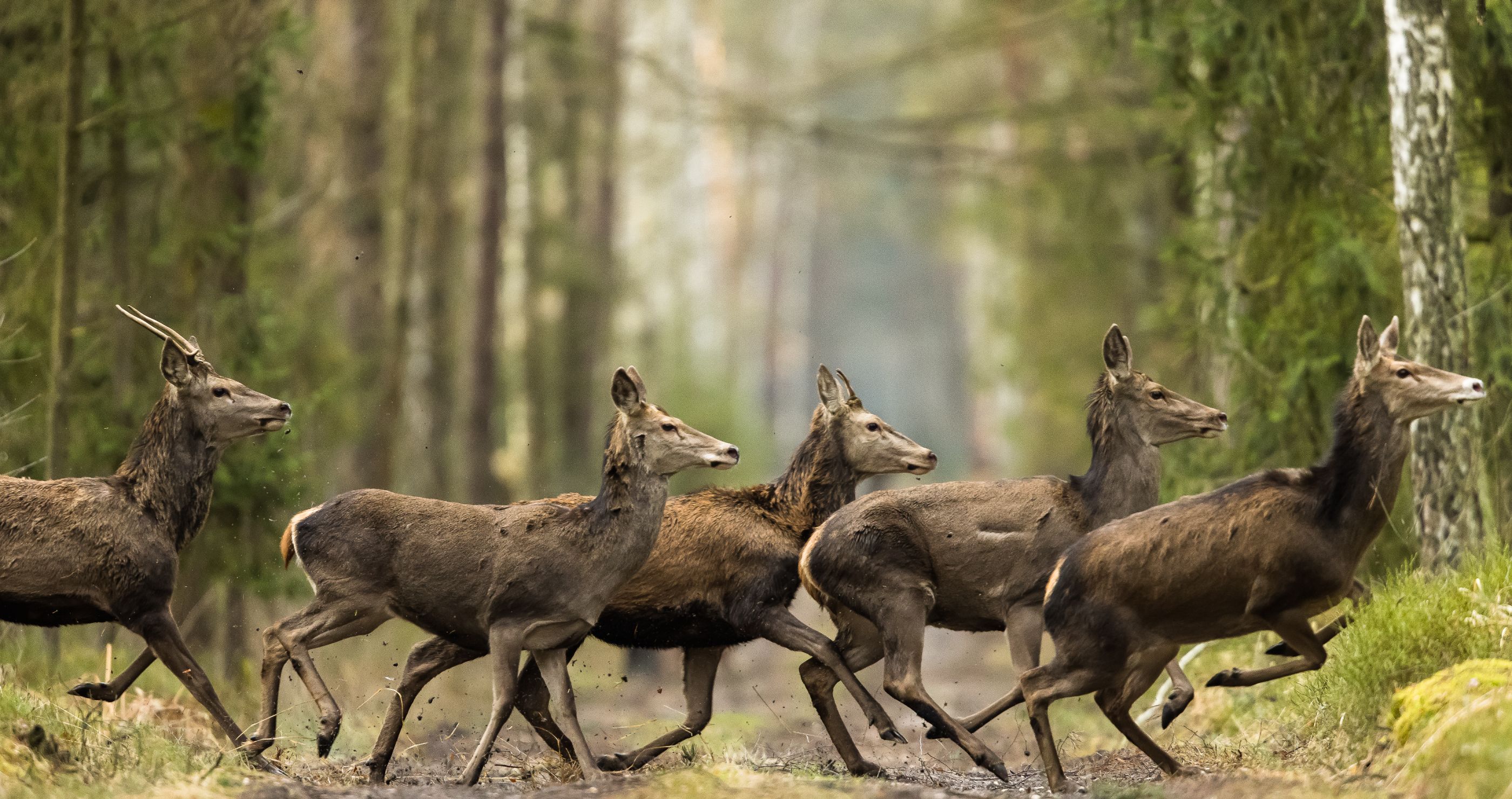 herd of deer running
