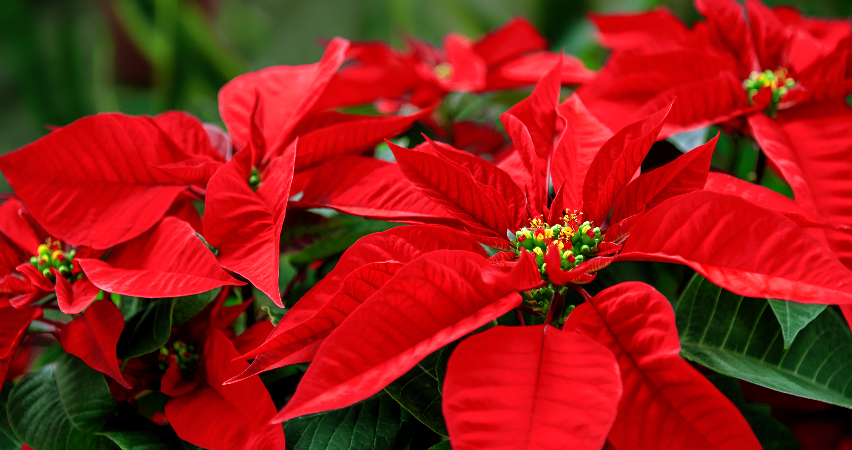 holiday plants that are poisonous ponsietta
