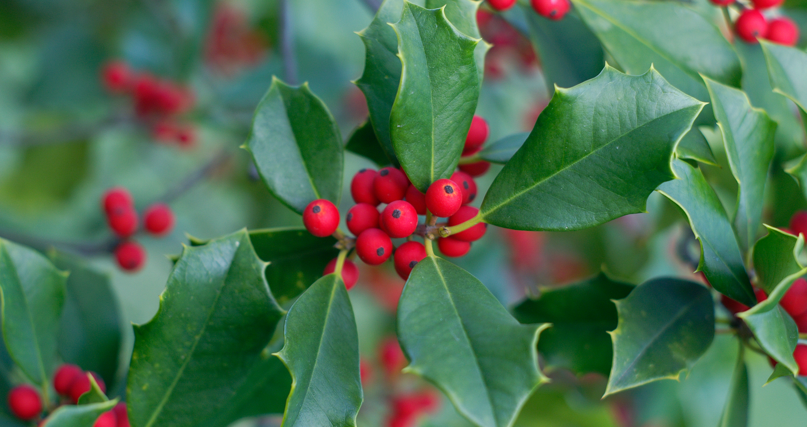 holly is a poisonous holiday plant