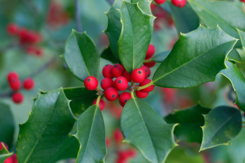 holly is a poisonous holiday plant