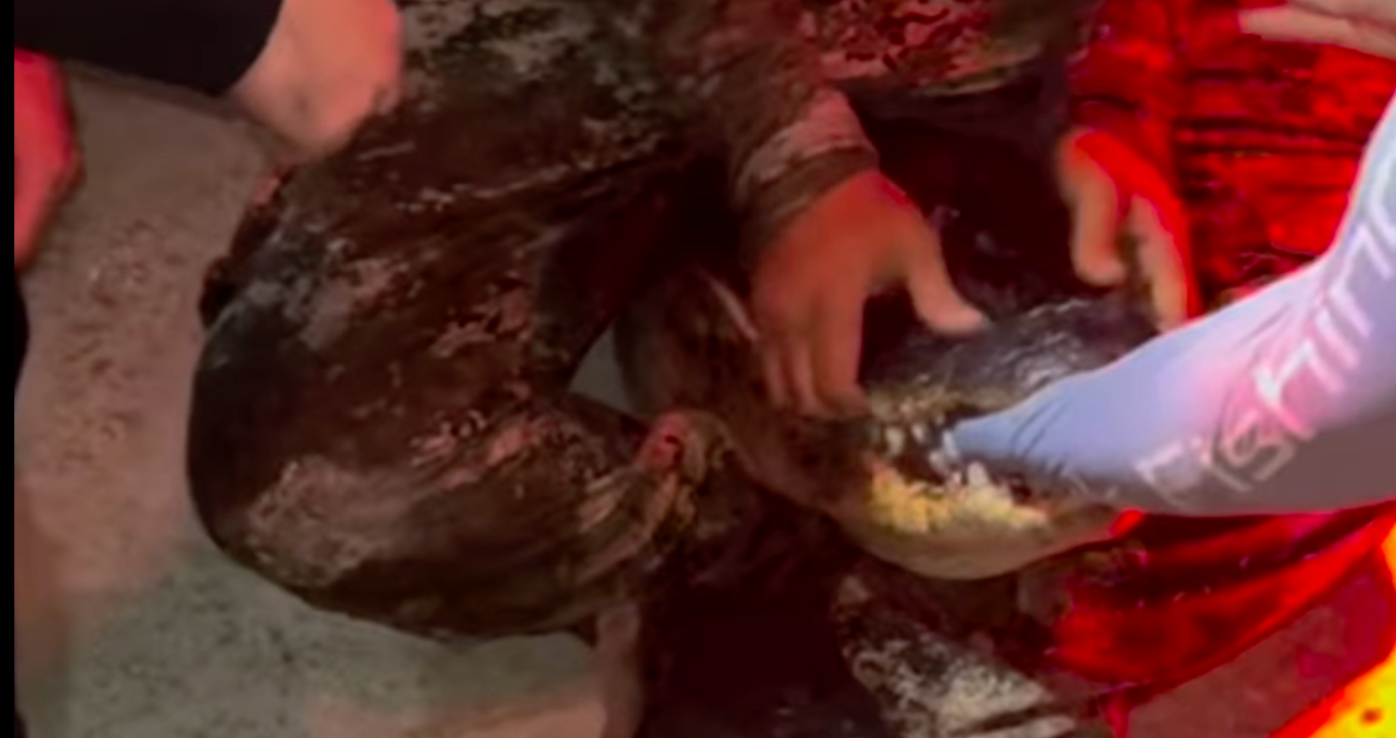 man fears wife more than alligator