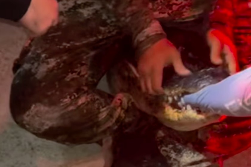 man fears wife more than alligator