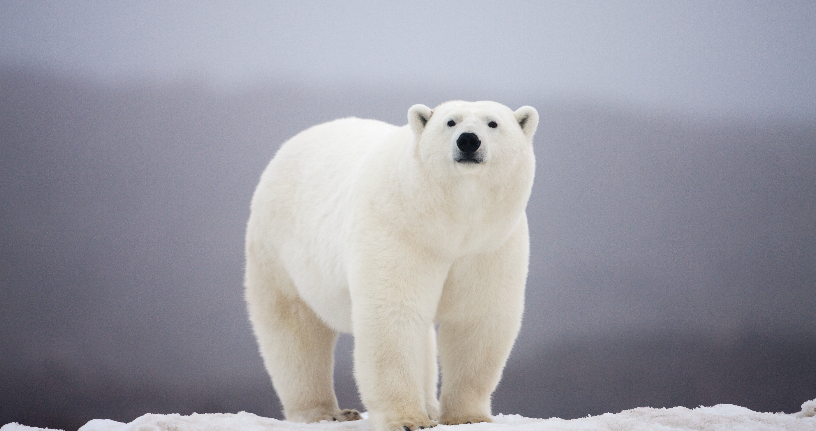 man jumps on polar bear