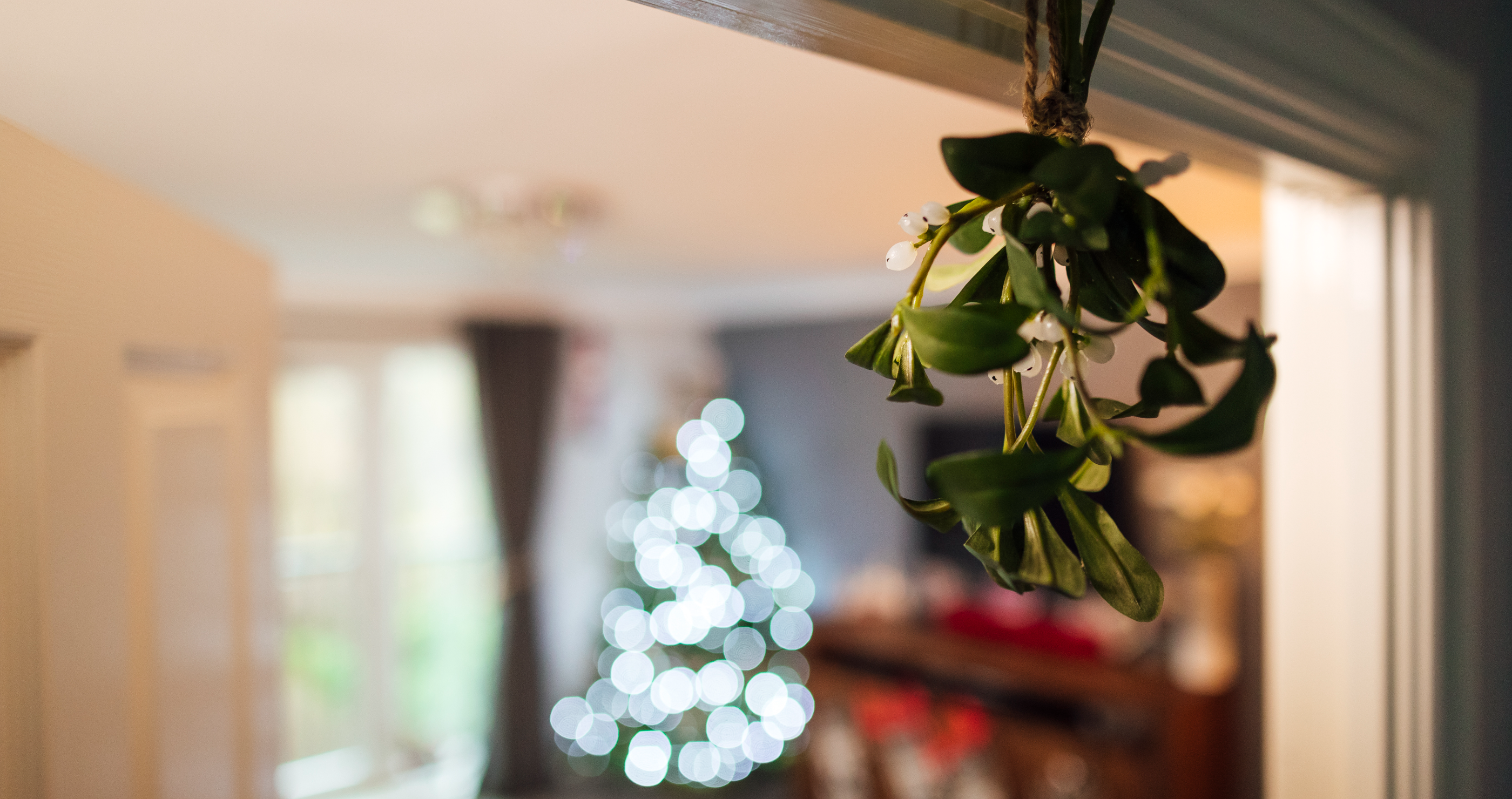 mistletoe is a poisonous holiday plant