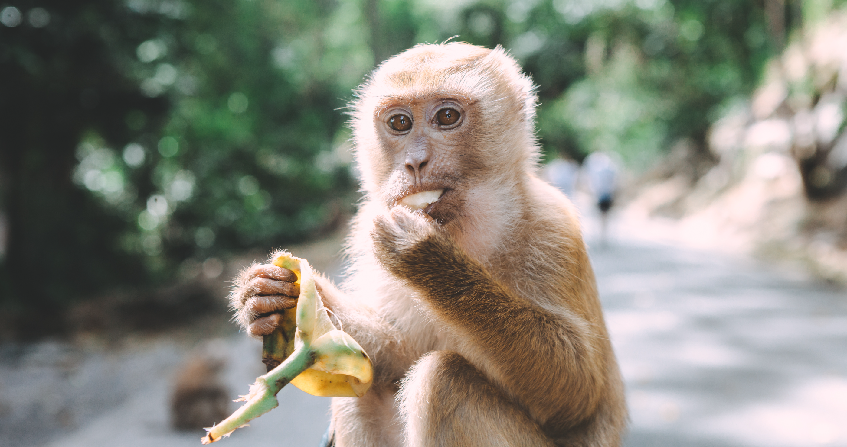 monkey tries to steal baby
