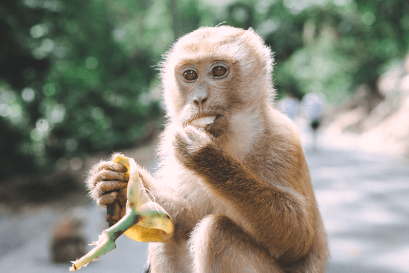 monkey tries to steal baby