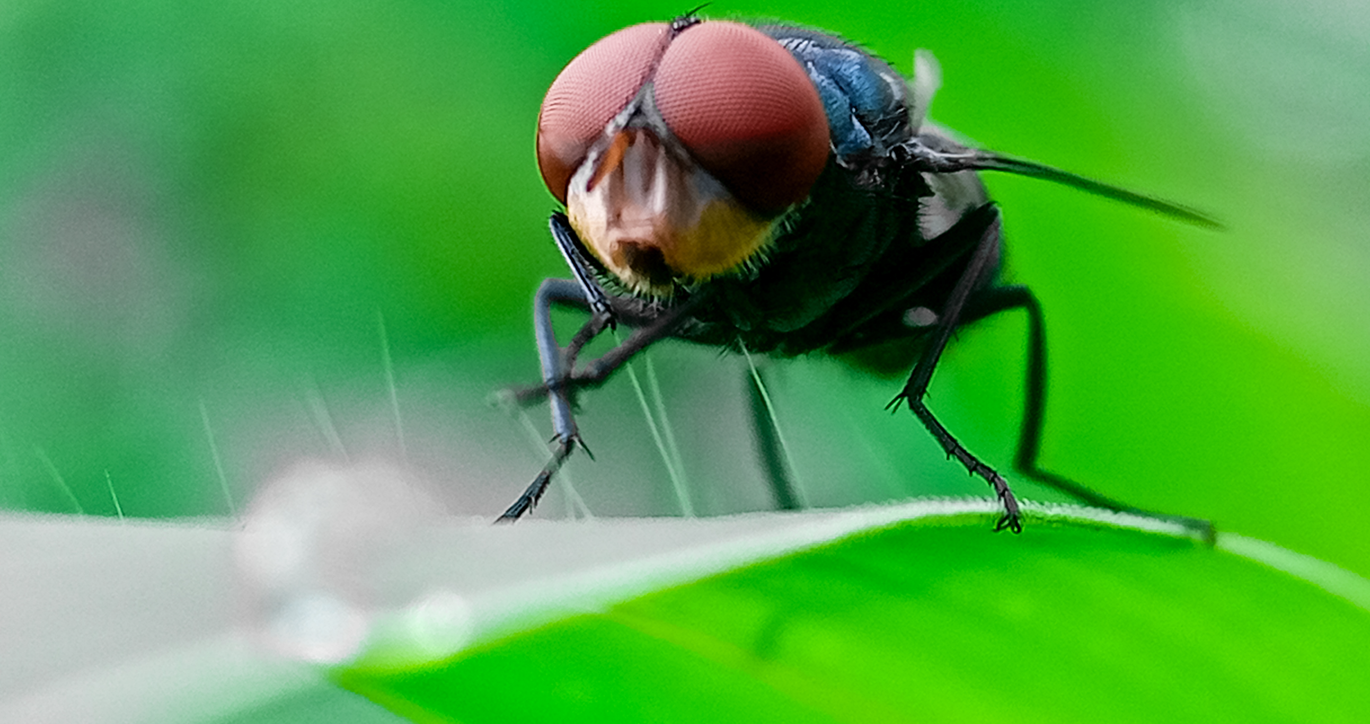 new parasite screwworm affects US meats