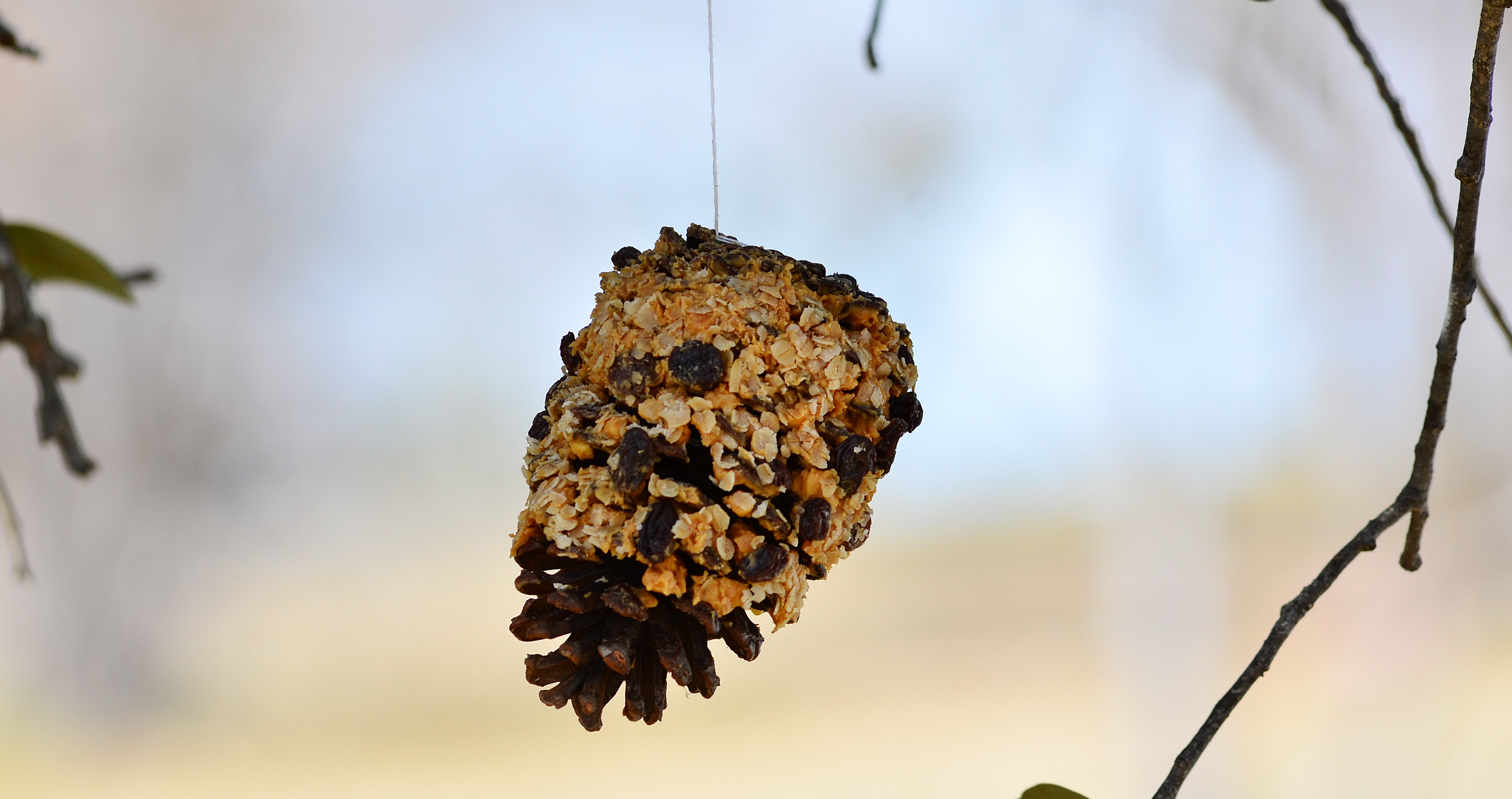 peanut butter pinecone for wildlife friendly tree