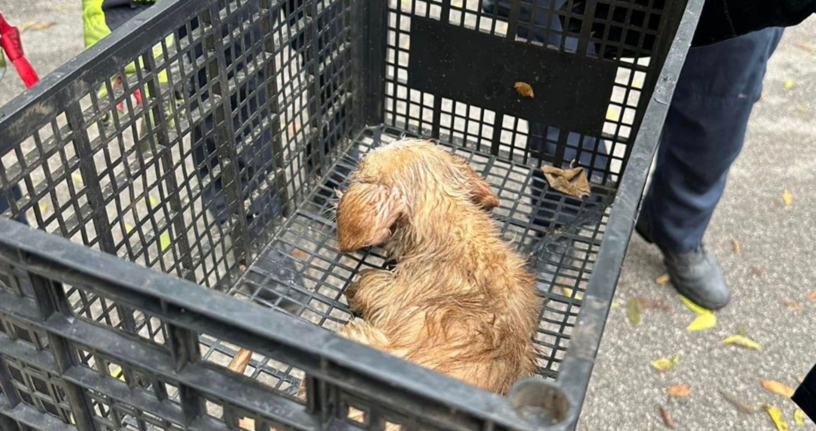 puppy saved from drowning
