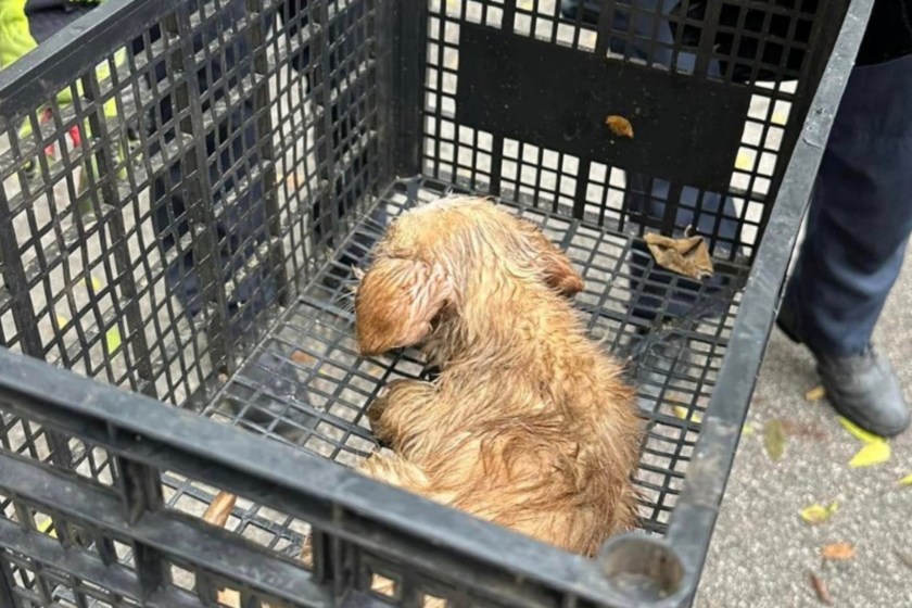 puppy saved from drowning