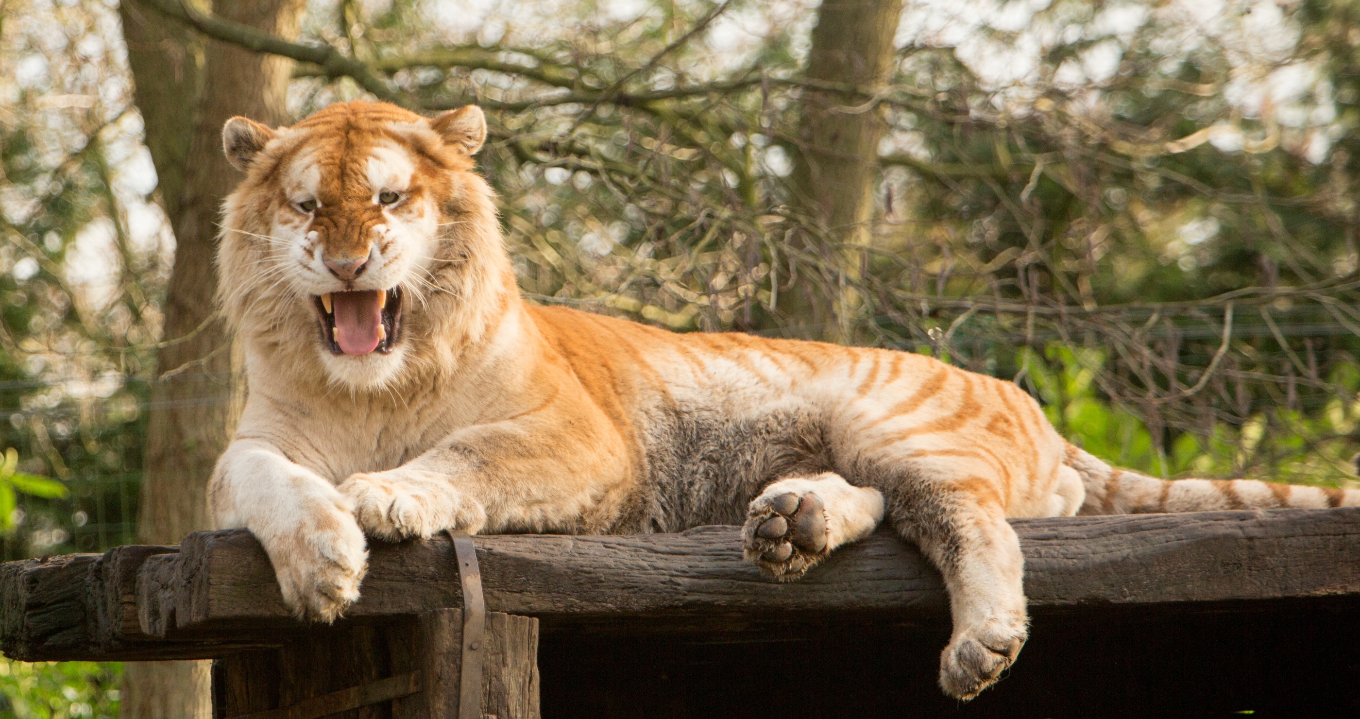 rare golden tigers become internet sensations