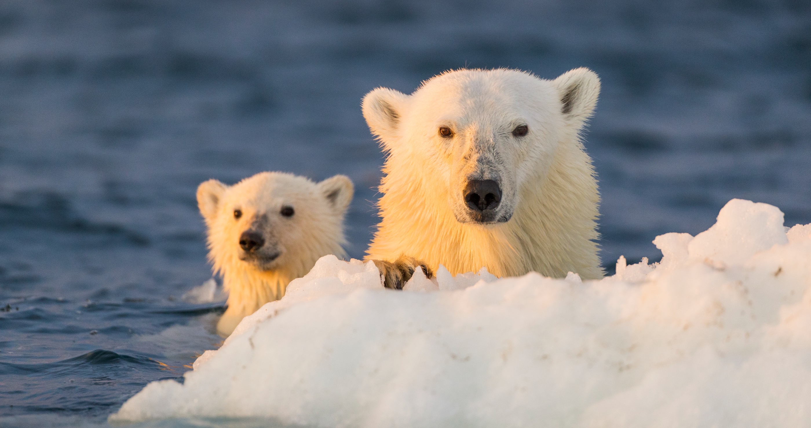 scientists discover the secret life of polar bears