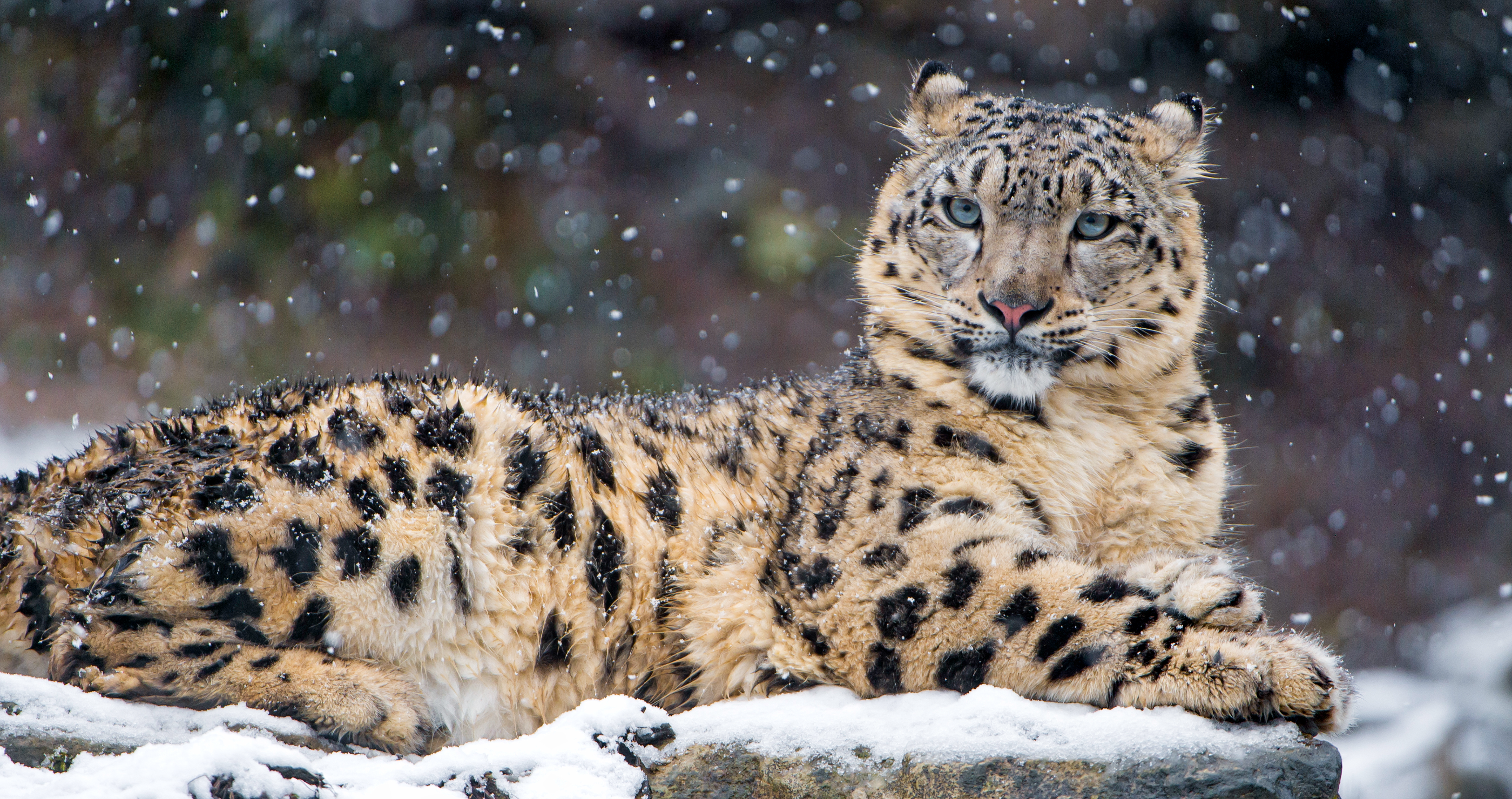 snow leopard adaptations allow it to survive 100 foot fall