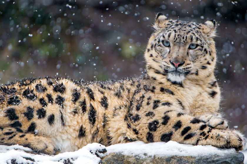 snow leopard adaptations allow it to survive 100 foot fall