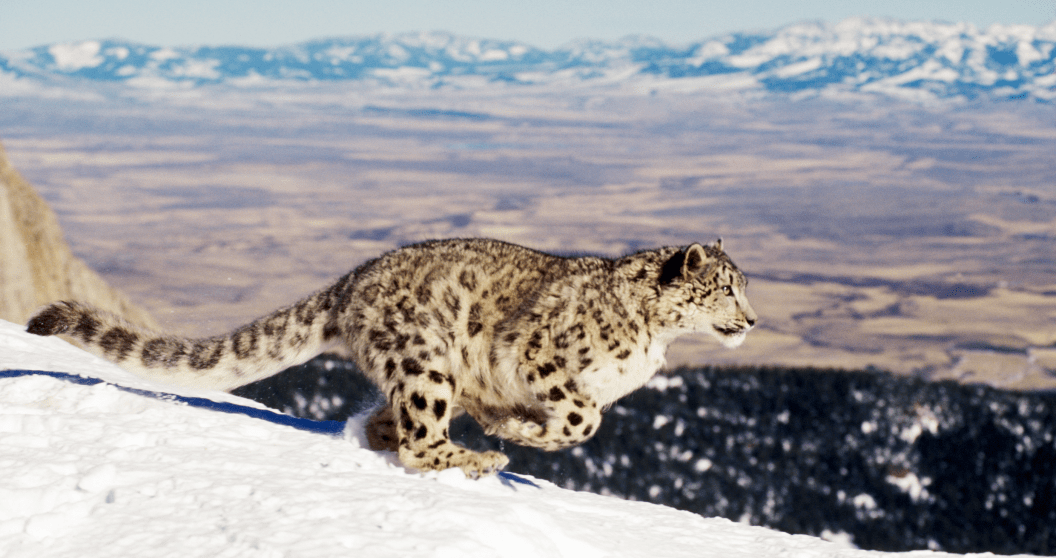 snow leopard survives 100 foot fall