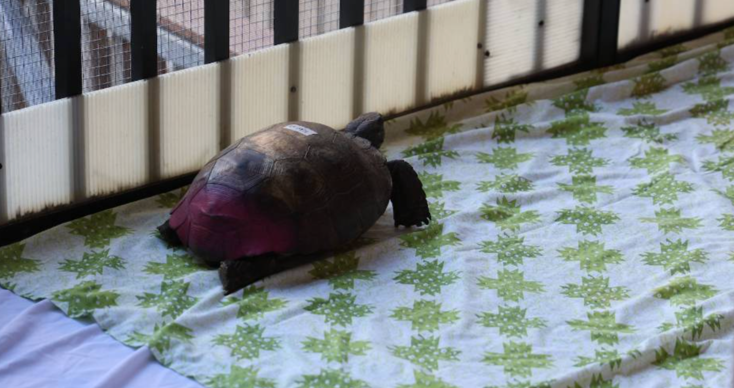 tortoise shell suffers vandals spray paint