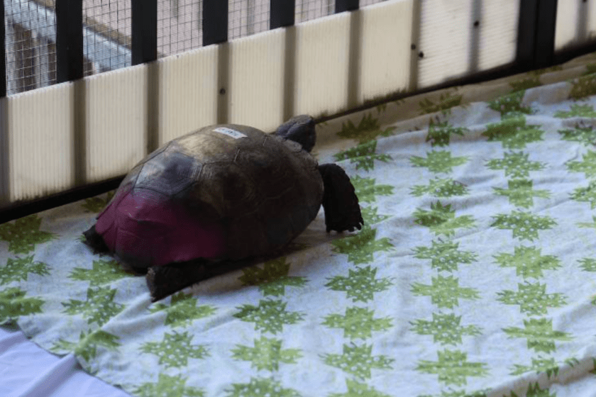 tortoise shell suffers vandals spray paint