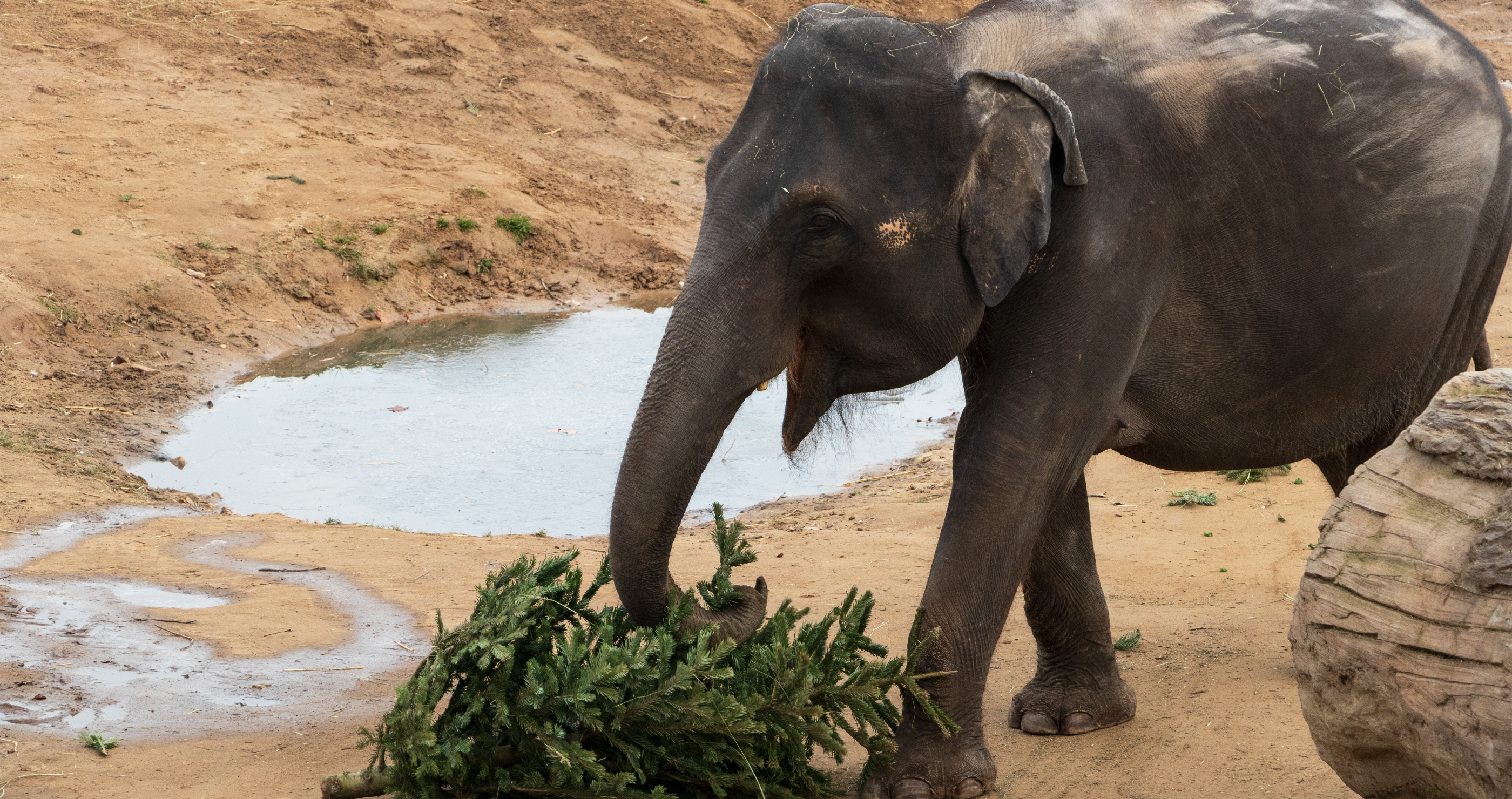 wildlife friendly Christmas decoration ideas