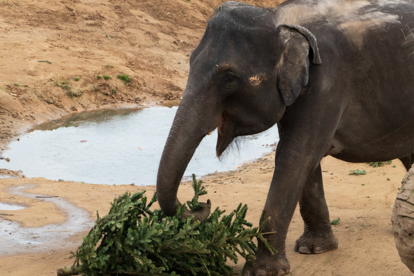 wildlife friendly Christmas decoration ideas