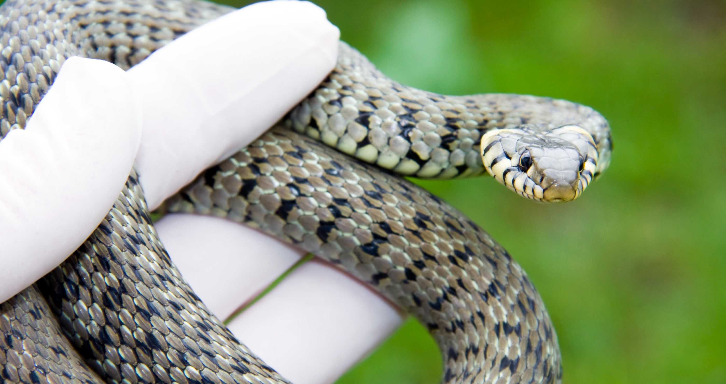 woman gets bitten by snake hiding in her bed
