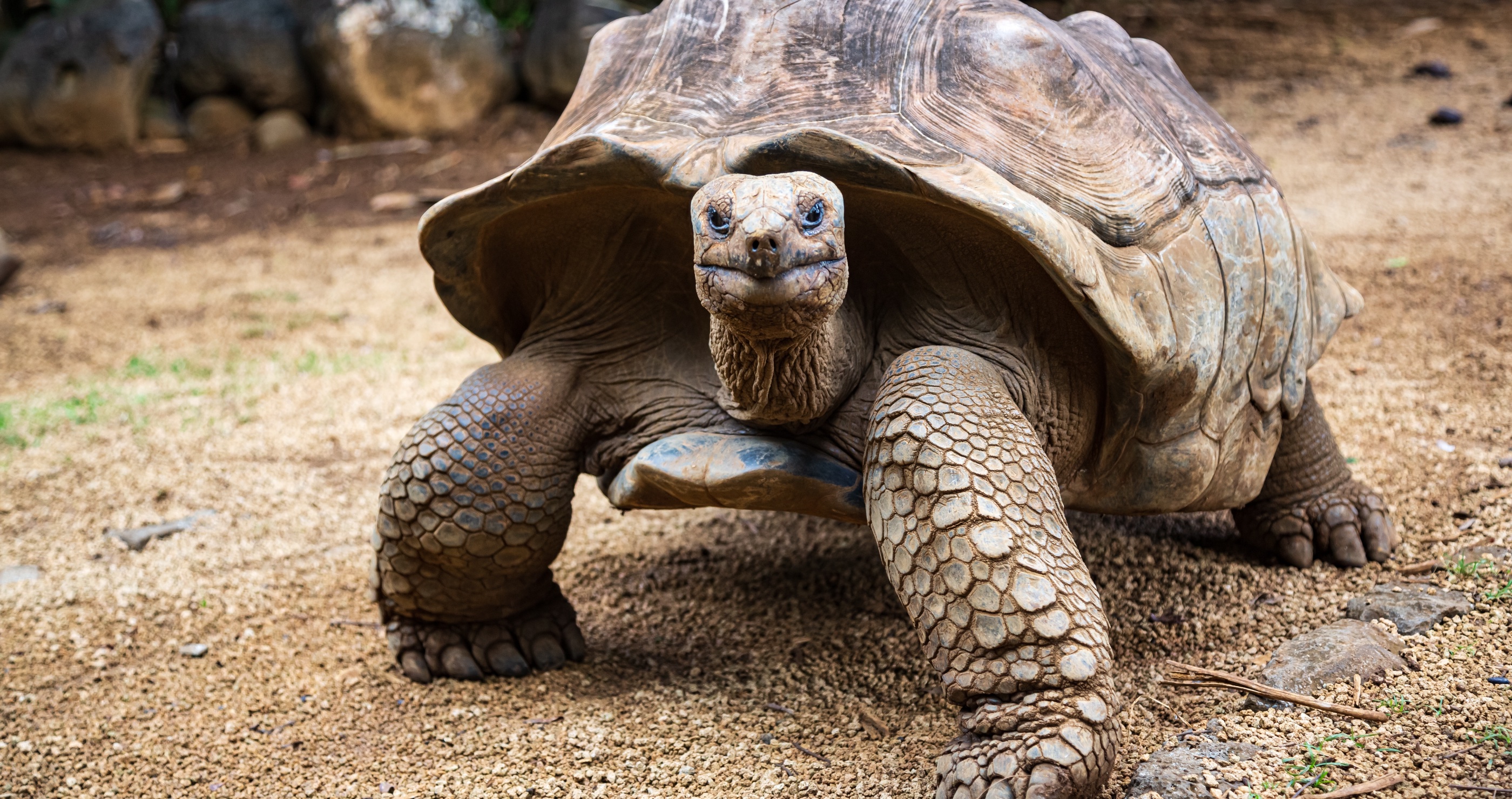 100 pound tortoise escaped California wildfire