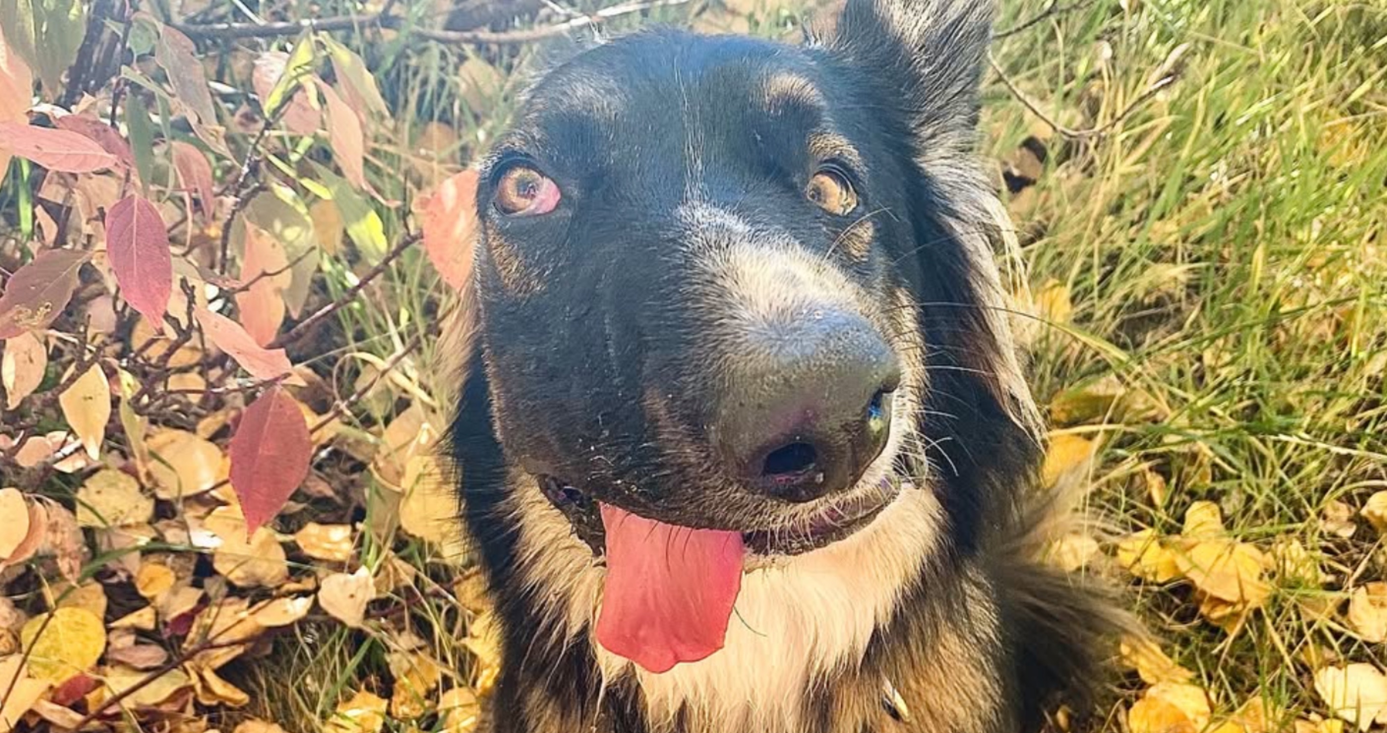 Picasso puppy Brodie steals hearts